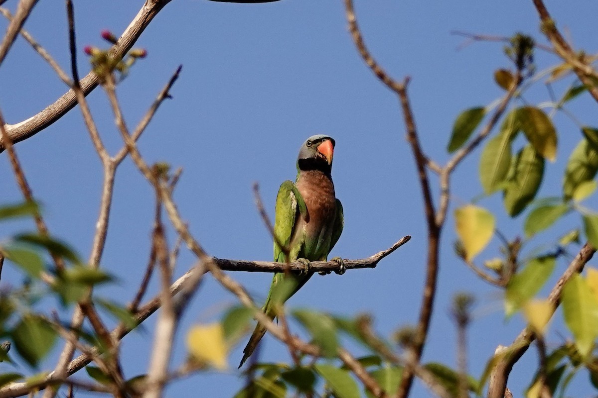 Red-breasted Parakeet - ML616749797