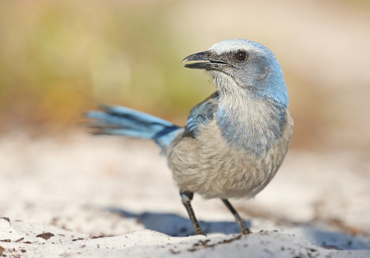 Florida Scrub-Jay - ML61674981