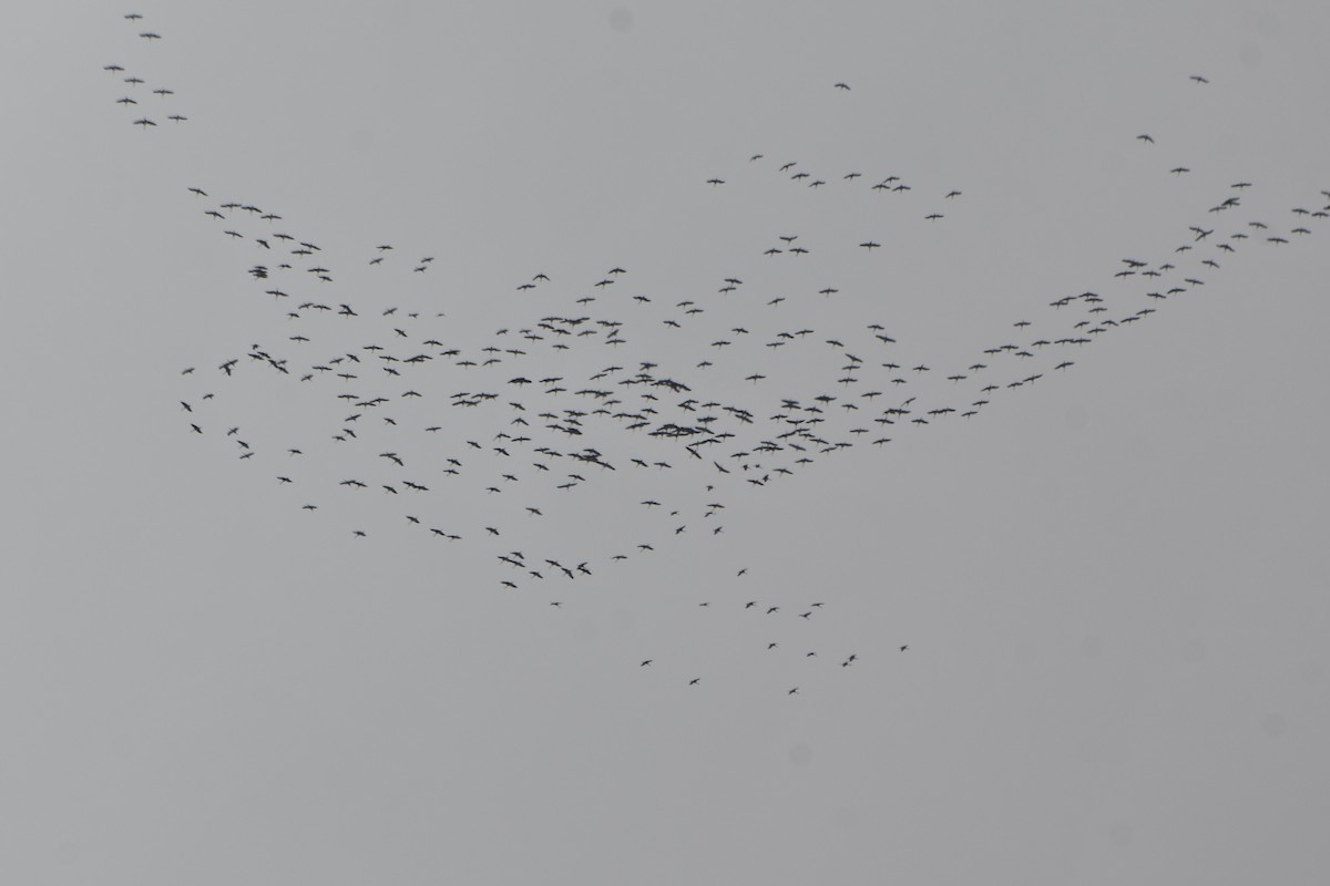 Sandhill Crane - ML616749839