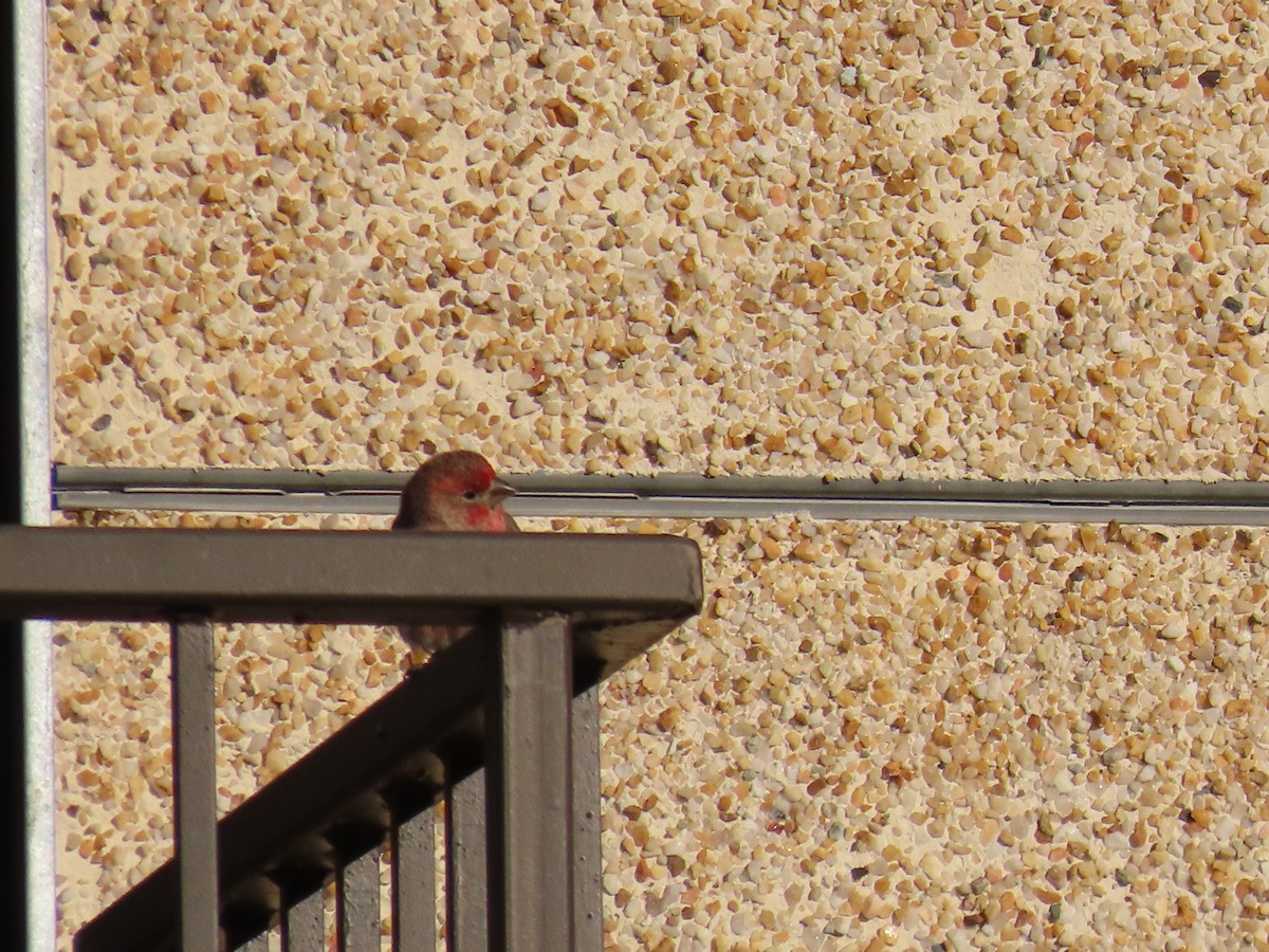 House Finch - ML616749869