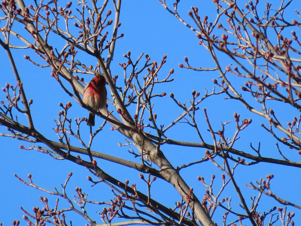 House Finch - ML616749870