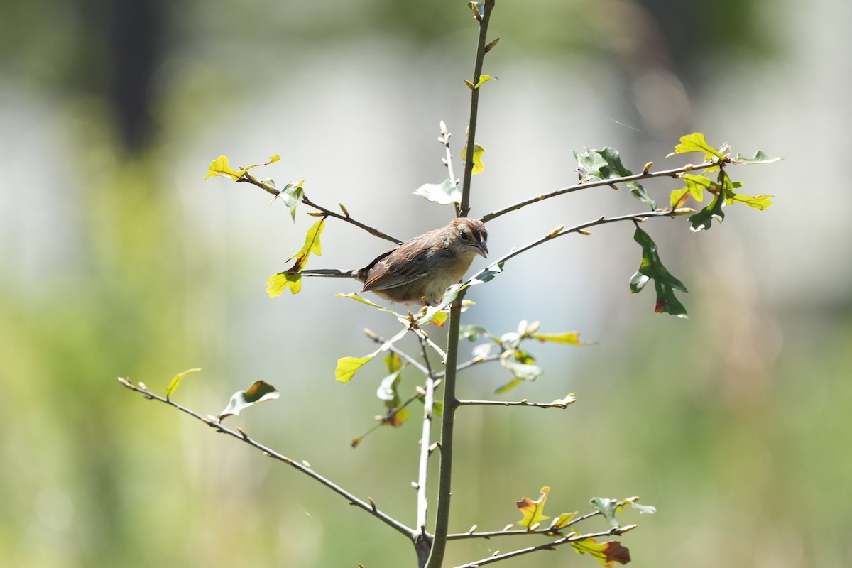 Bachman's Sparrow - Todd DeVore