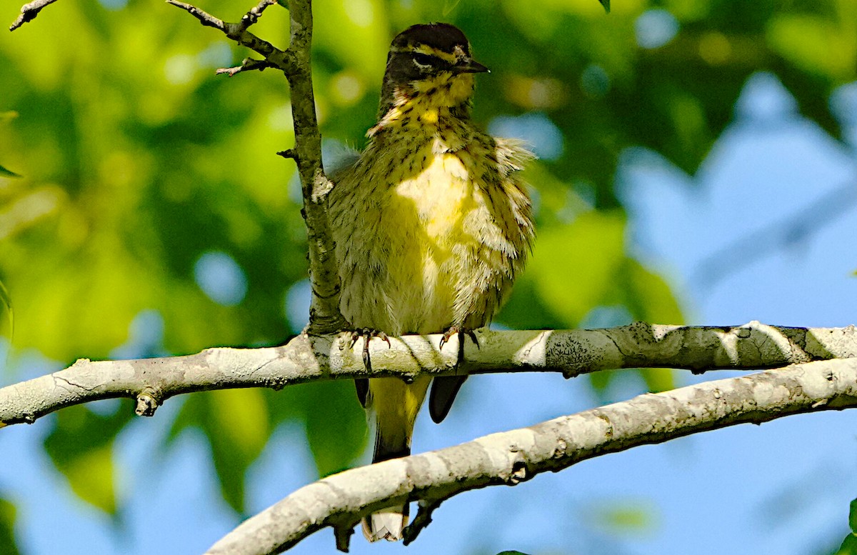 Palm Warbler - James Bourne