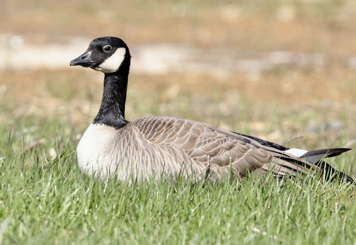 Cackling Goose (Richardson's) - Grace Simms  🐦‍⬛