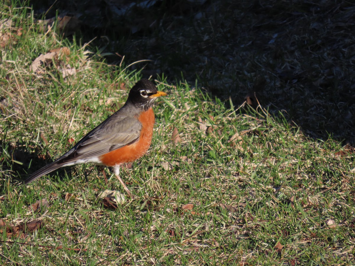 American Robin - ML616749983