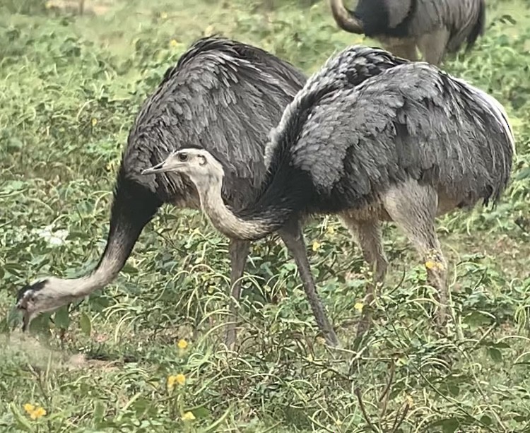 Greater Rhea - ML616750004