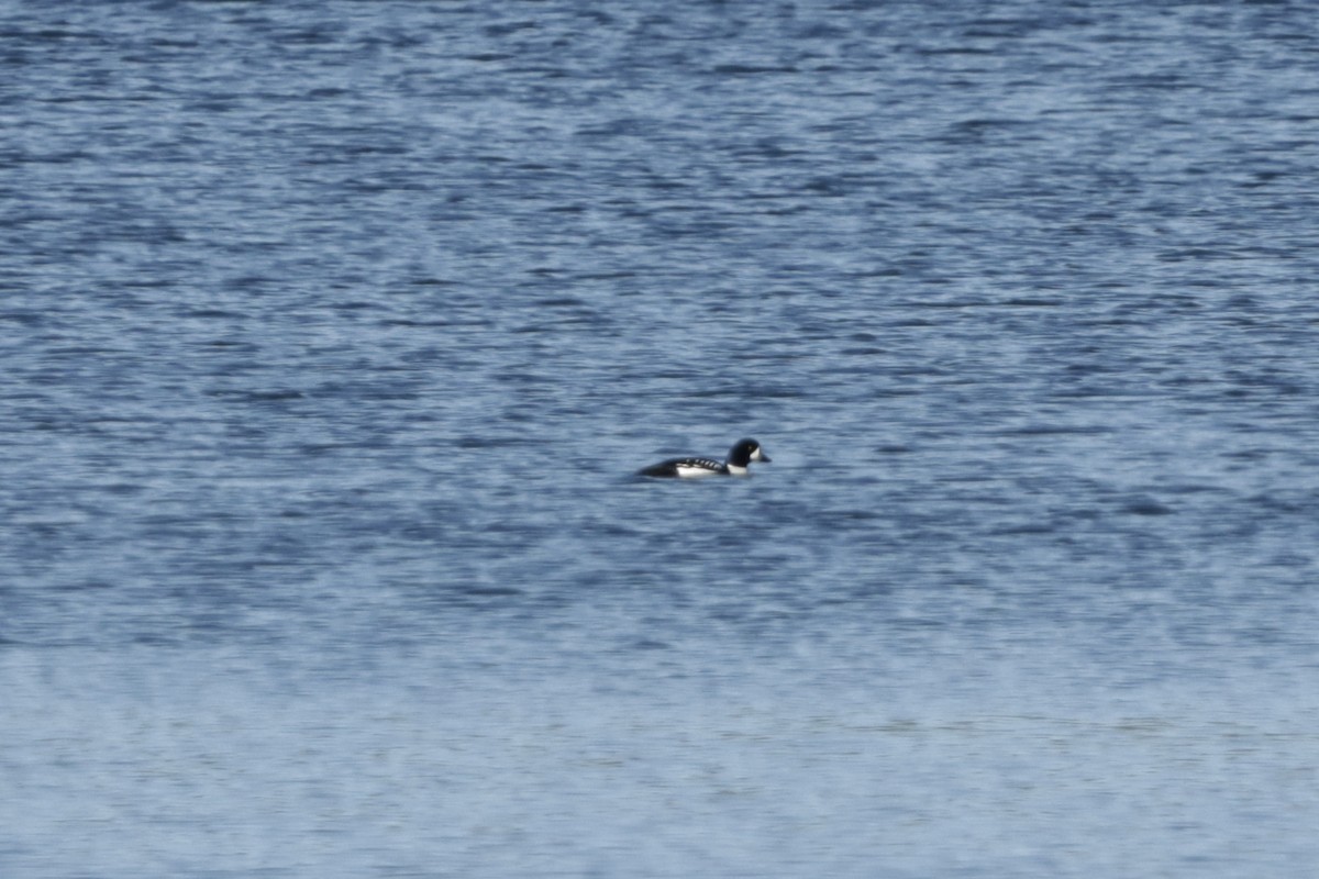 Barrow's Goldeneye - ML616750022