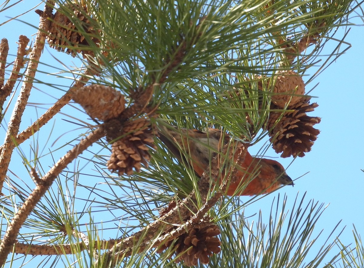 Red Crossbill (Ponderosa Pine or type 2) - ML616750059