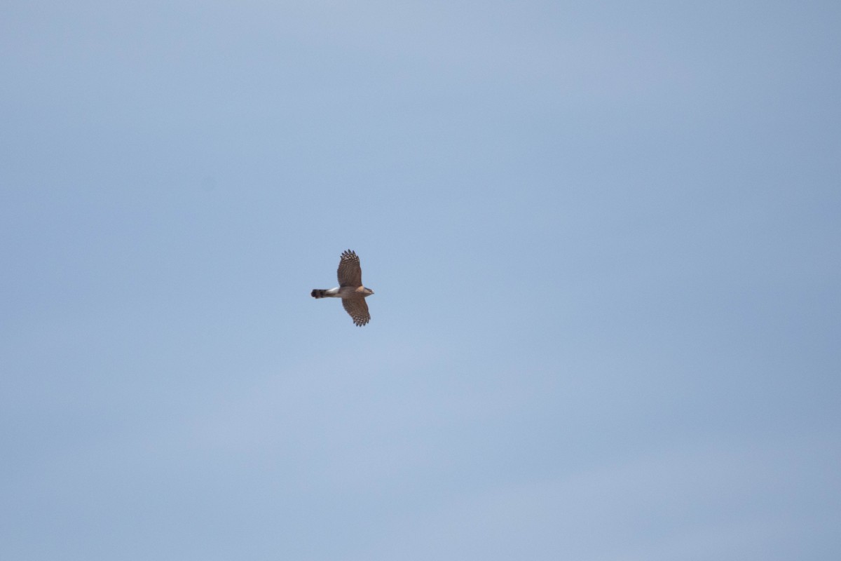 Cooper's Hawk - ML616750062