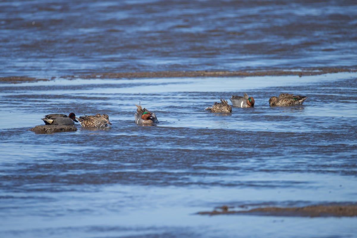 Green-winged Teal - Harris Stein