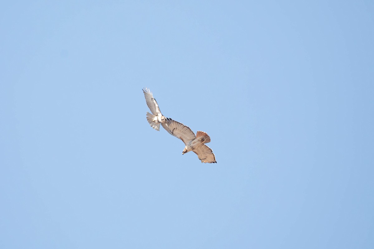 Red-tailed Hawk (borealis) - ML616750090