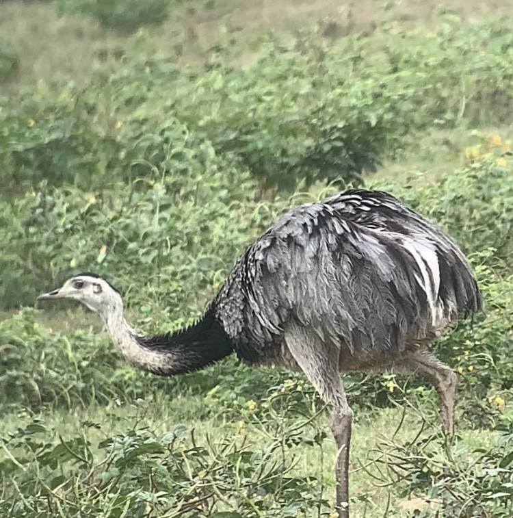 Greater Rhea - ML616750107