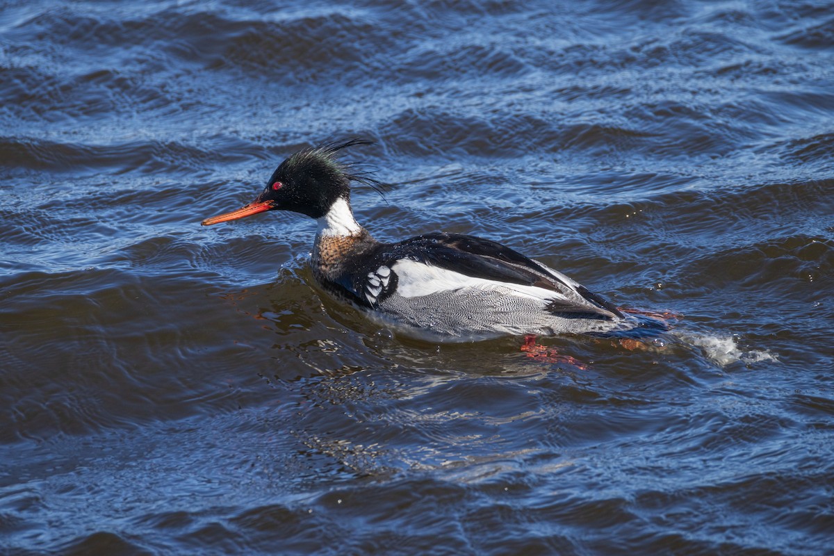 Red-breasted Merganser - Harris Stein