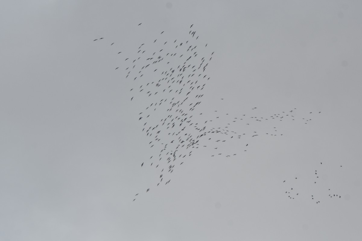 Sandhill Crane - ML616750174