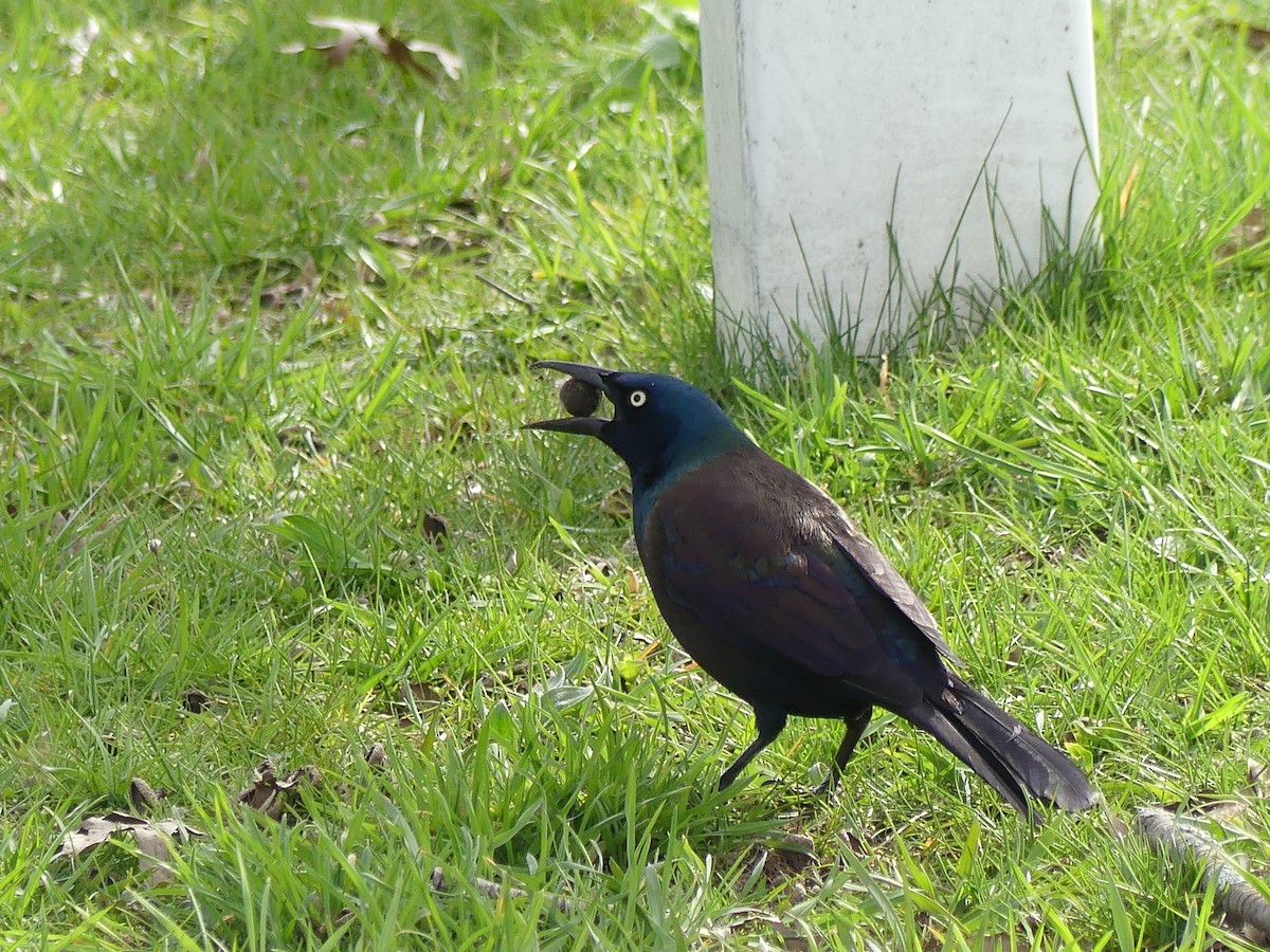 Common Grackle - Theo Ballas