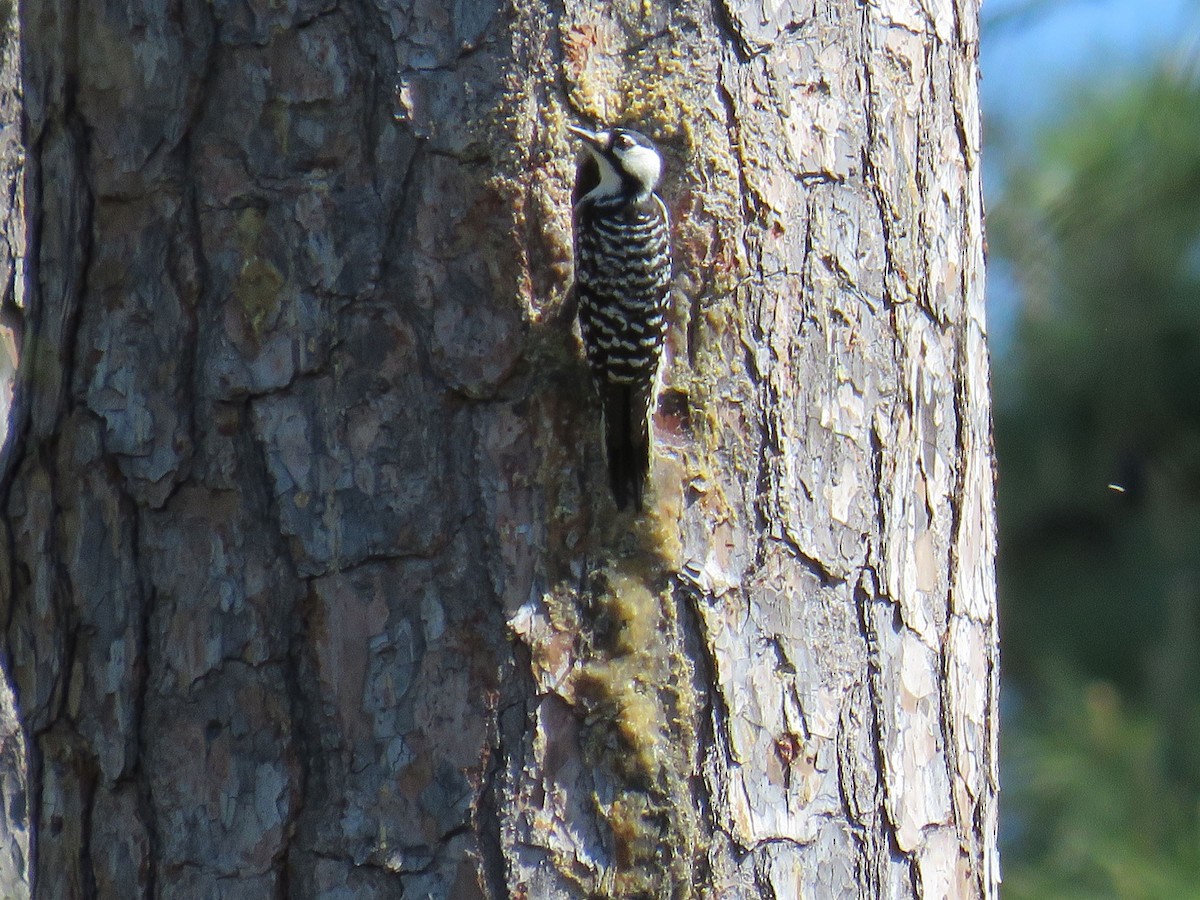 Red-cockaded Woodpecker - ML616750253