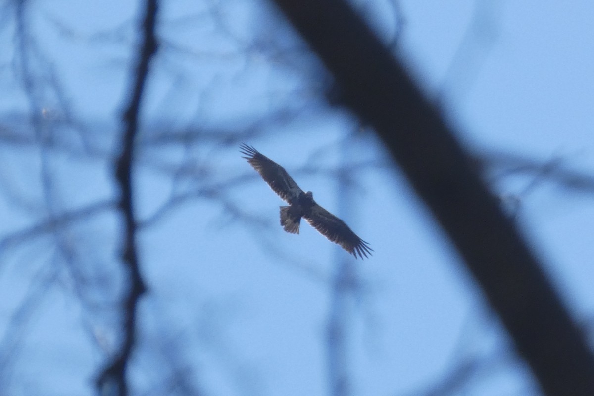 Bald Eagle - ML616750258