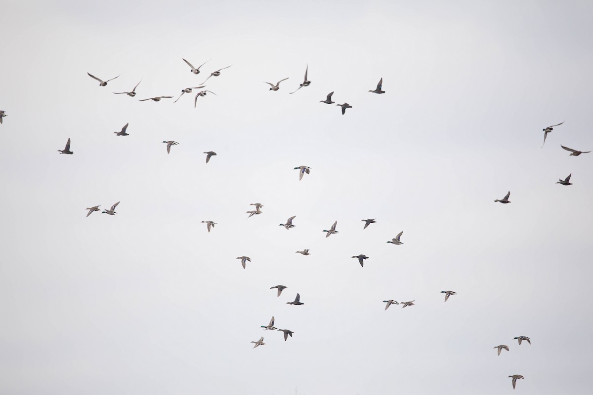 American Black Duck - ML616750284