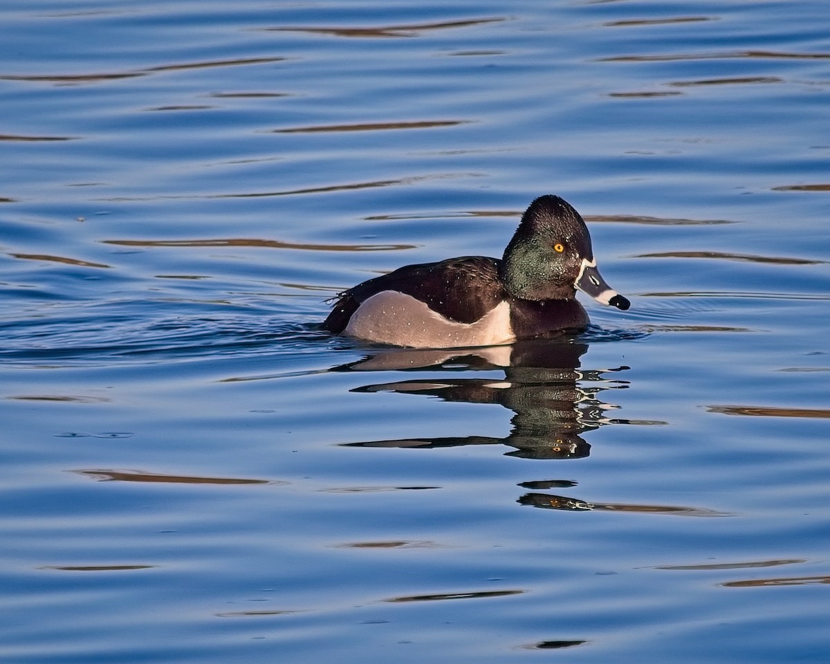 Ring-necked Duck - ML616750392