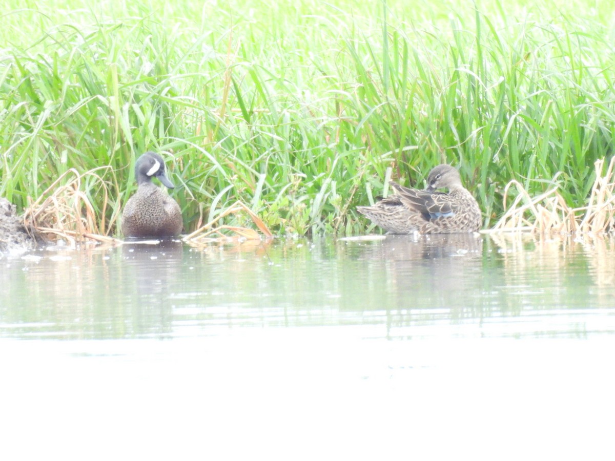 Blue-winged Teal - ML616750403