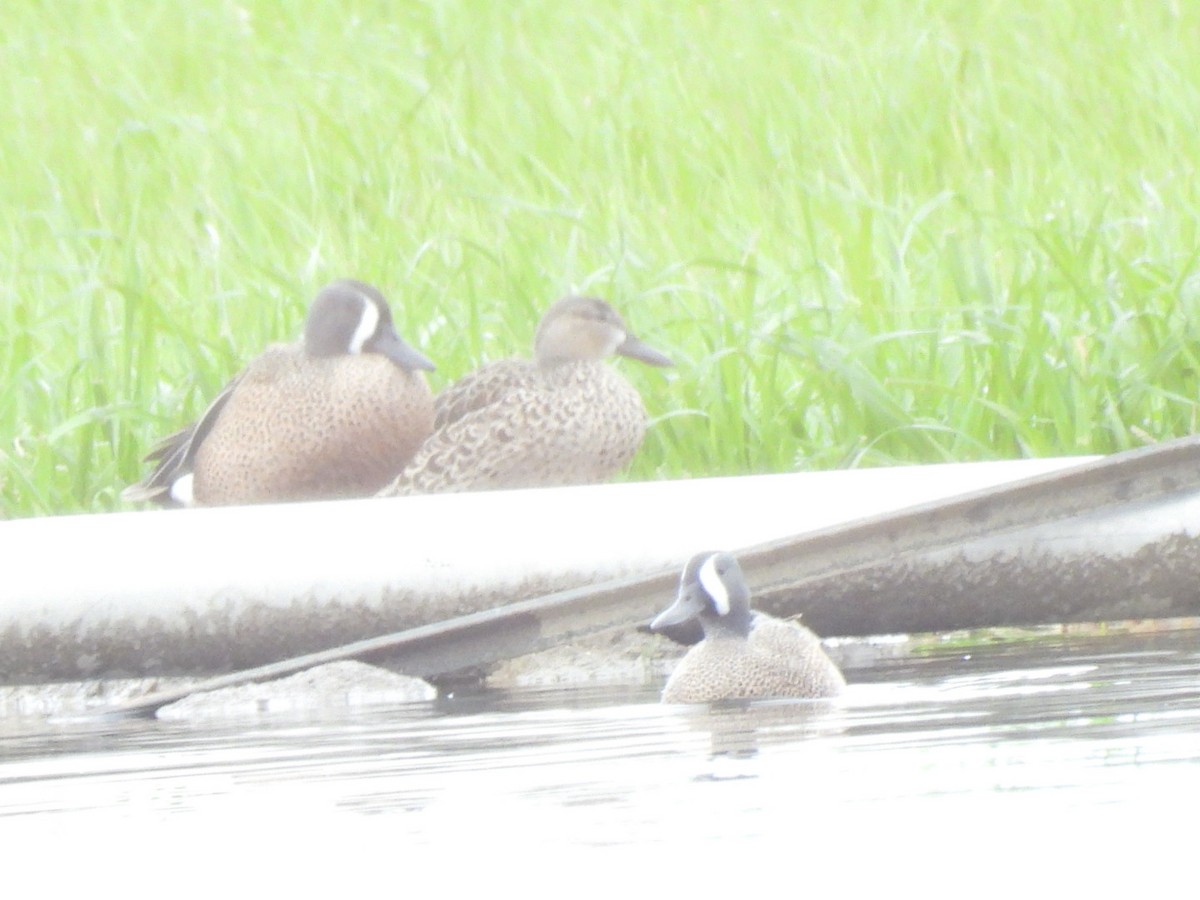 Blue-winged Teal - ML616750404
