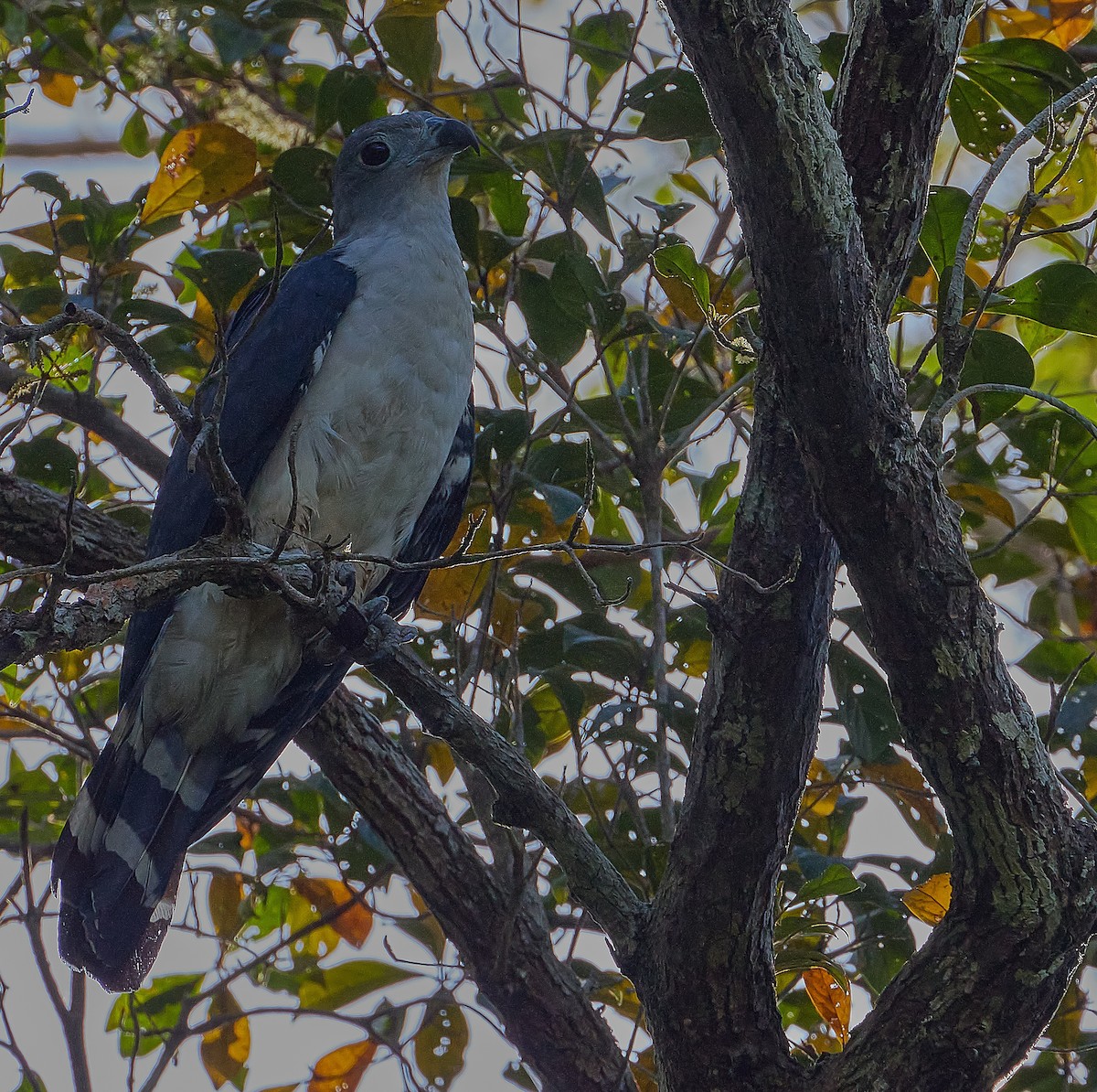 Gray-headed Kite - ML616750430