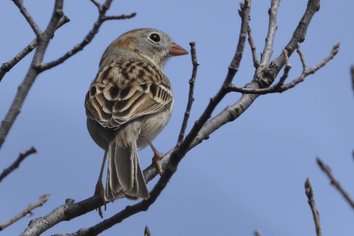 Field Sparrow - ML616750435