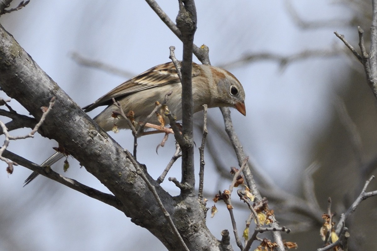 Field Sparrow - ML616750436