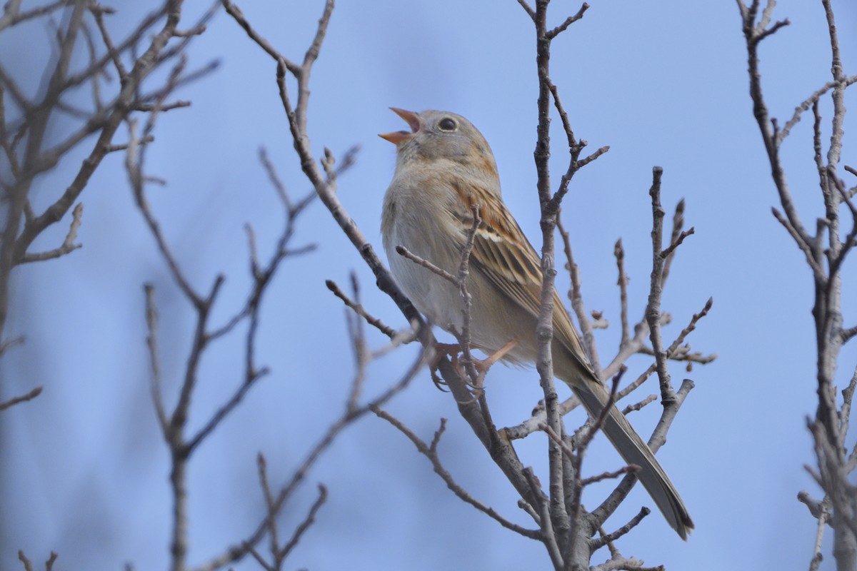 Field Sparrow - ML616750437