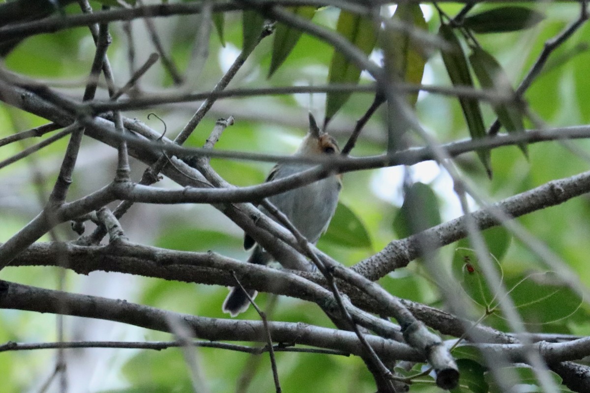 Ochre-faced Tody-Flycatcher - ML616750446