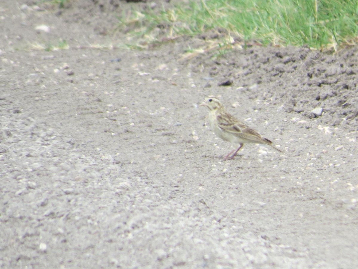 Chestnut-collared Longspur - ML616750455