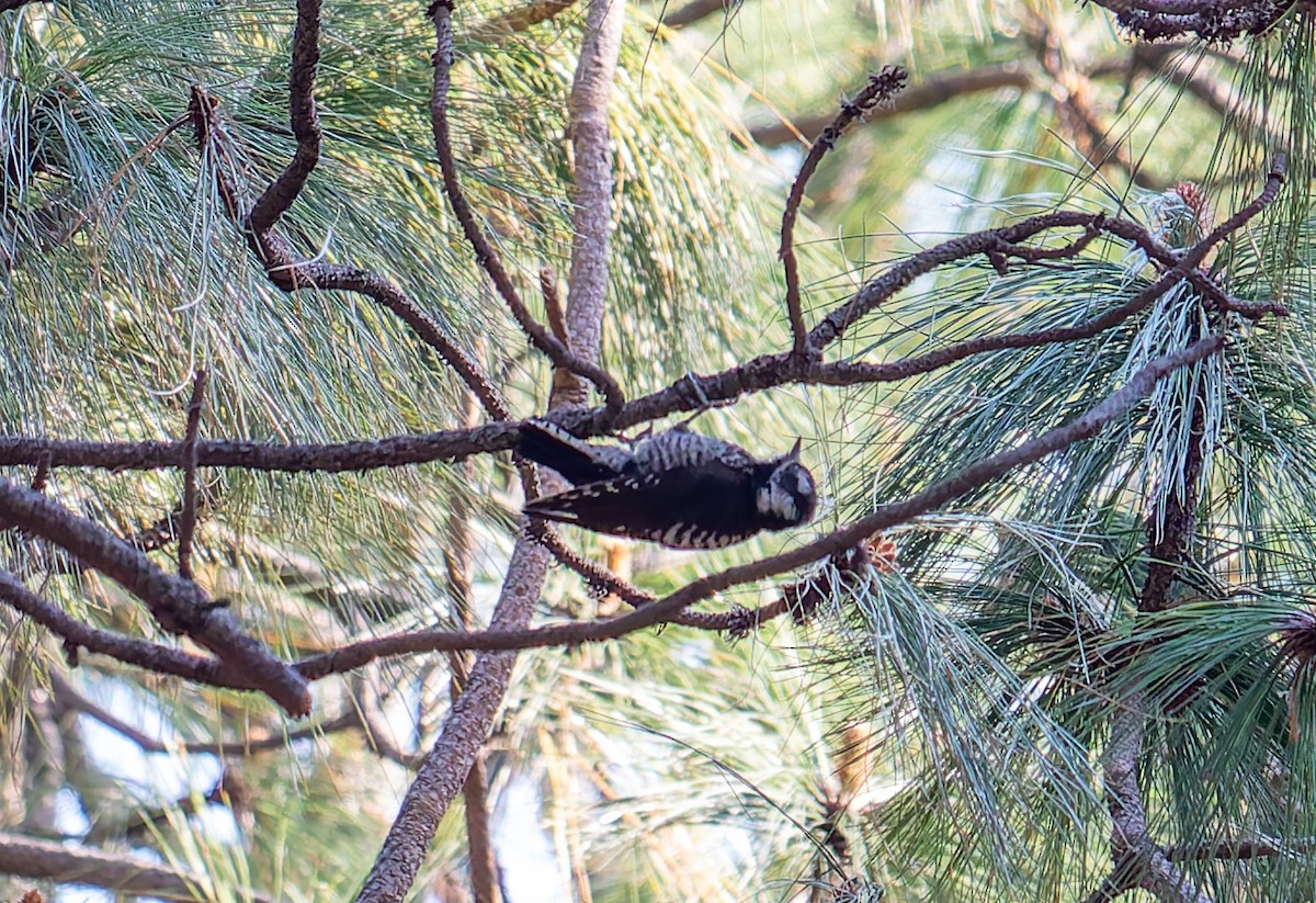 Strickland's Woodpecker - ML616750517