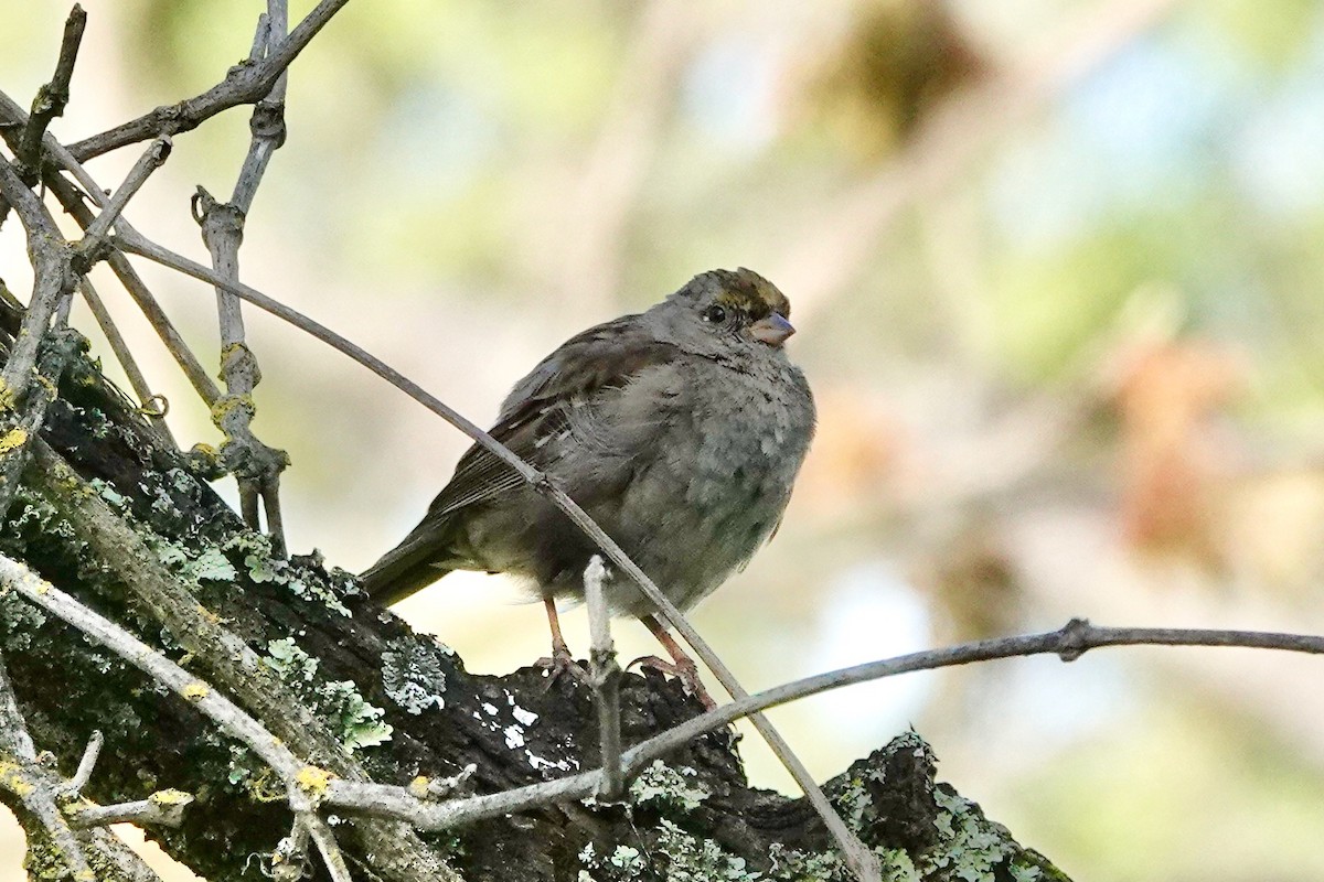 Golden-crowned Sparrow - ML616750531