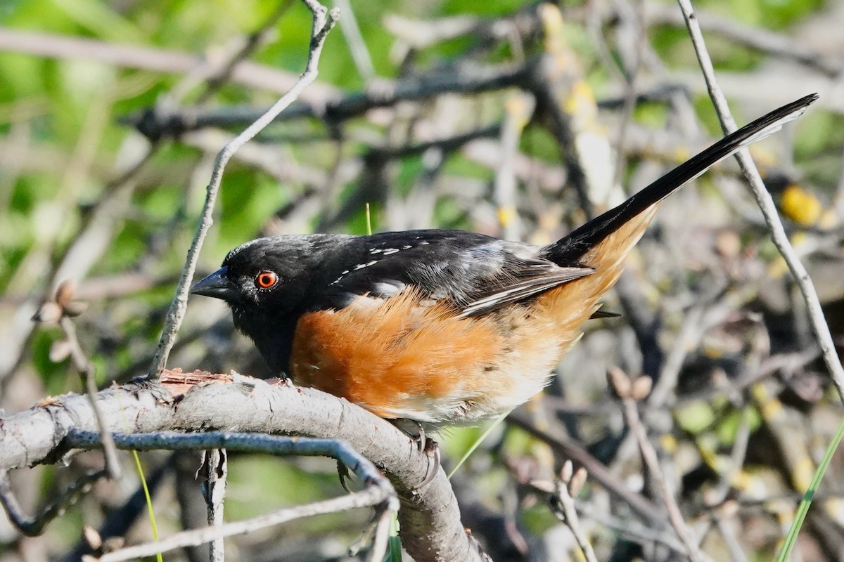 Spotted Towhee - ML616750555
