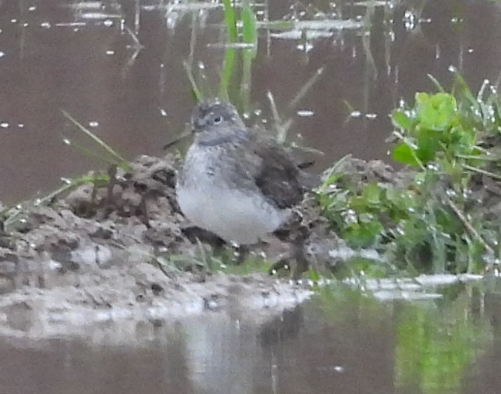 Solitary Sandpiper - Natalie Rodgers