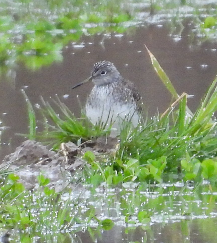 Solitary Sandpiper - ML616750562