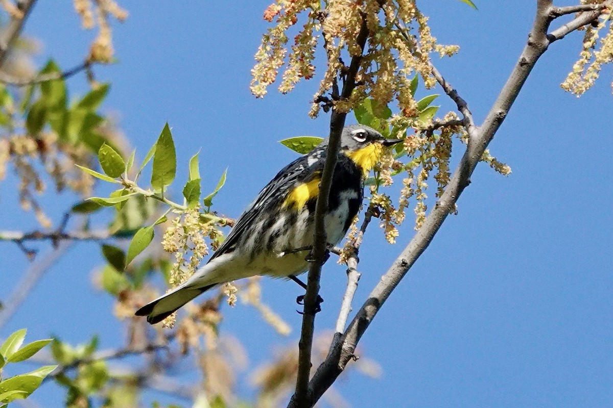 Yellow-rumped Warbler (Audubon's) - ML616750563