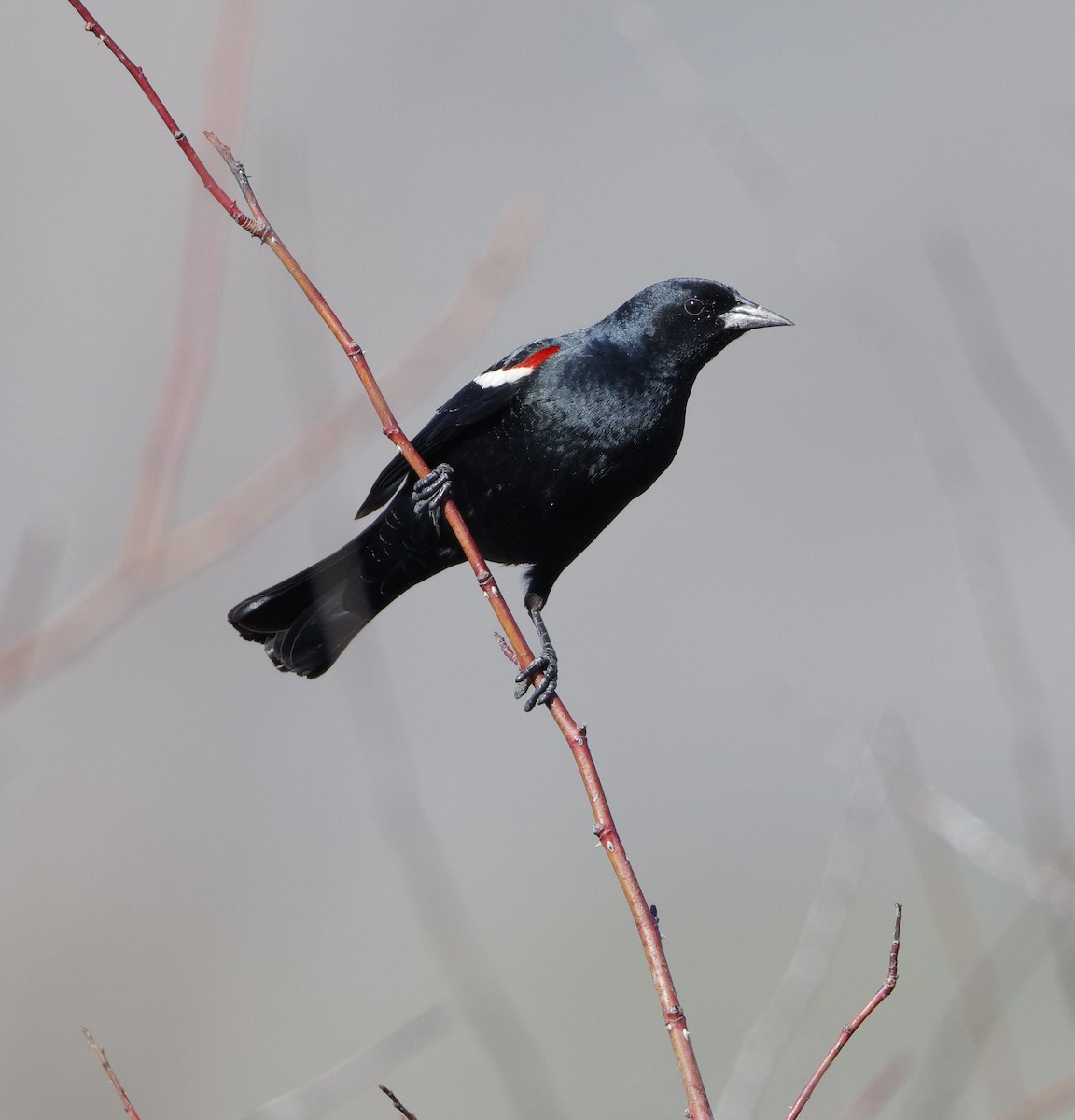 Tricolored Blackbird - ML616750569