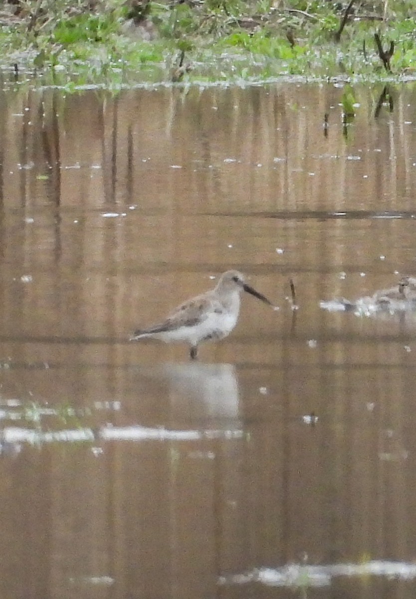 Dunlin - ML616750580