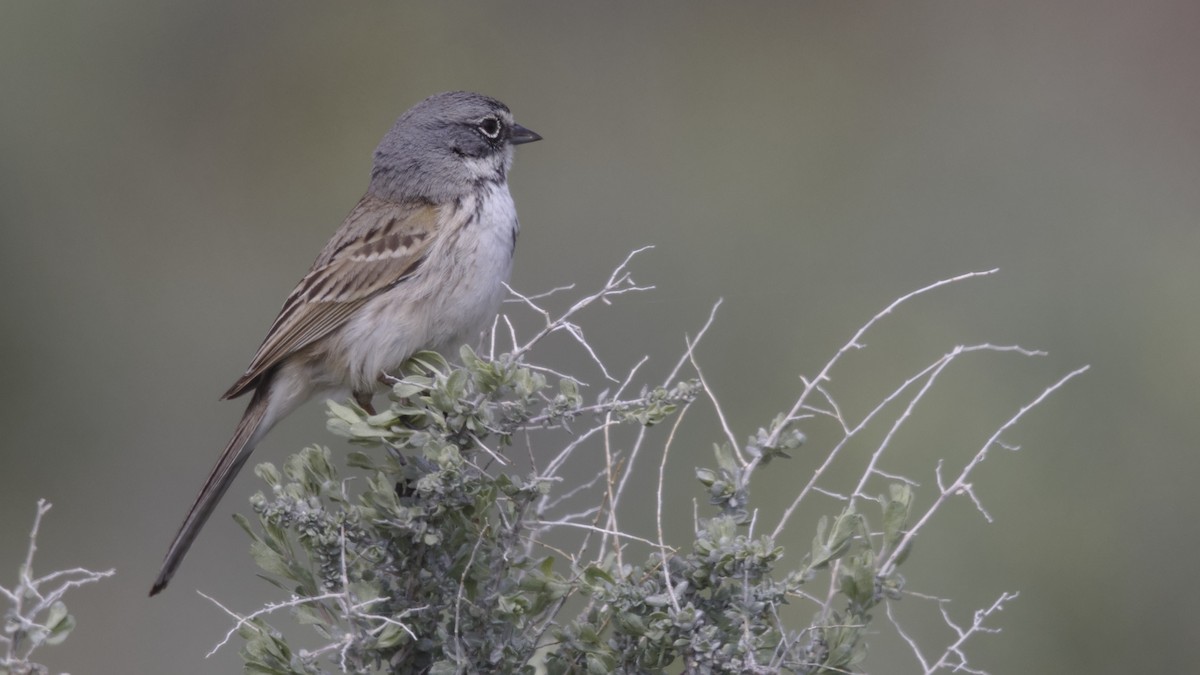 Sagebrush/Bell's Sparrow (Sage Sparrow) - Mark Scheel