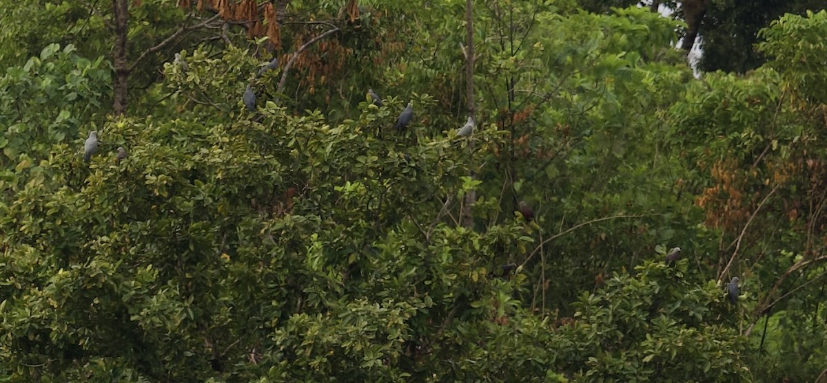 Каштановобрюхий плодовый голубь - ML616750601