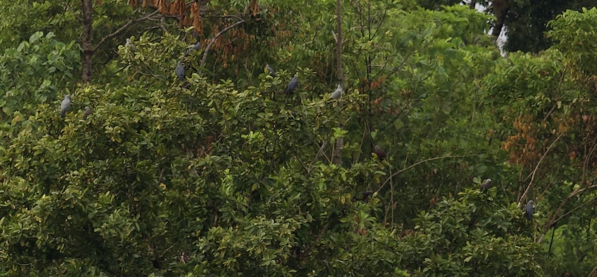 Chestnut-bellied Imperial-Pigeon - ML616750601