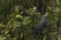 Каштановобрюхий плодовый голубь - ML616750602