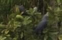 Chestnut-bellied Imperial-Pigeon - John Gregory