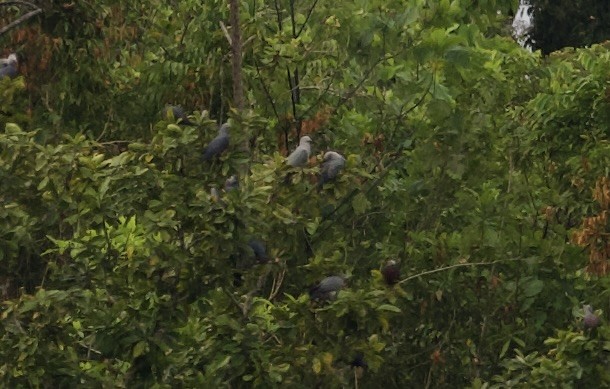 Каштановобрюхий плодовый голубь - ML616750603