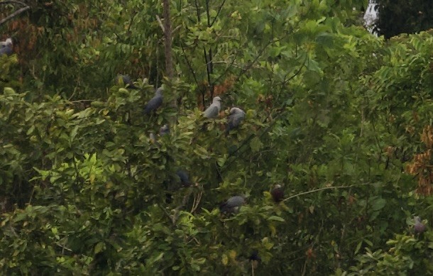 Chestnut-bellied Imperial-Pigeon - John Gregory