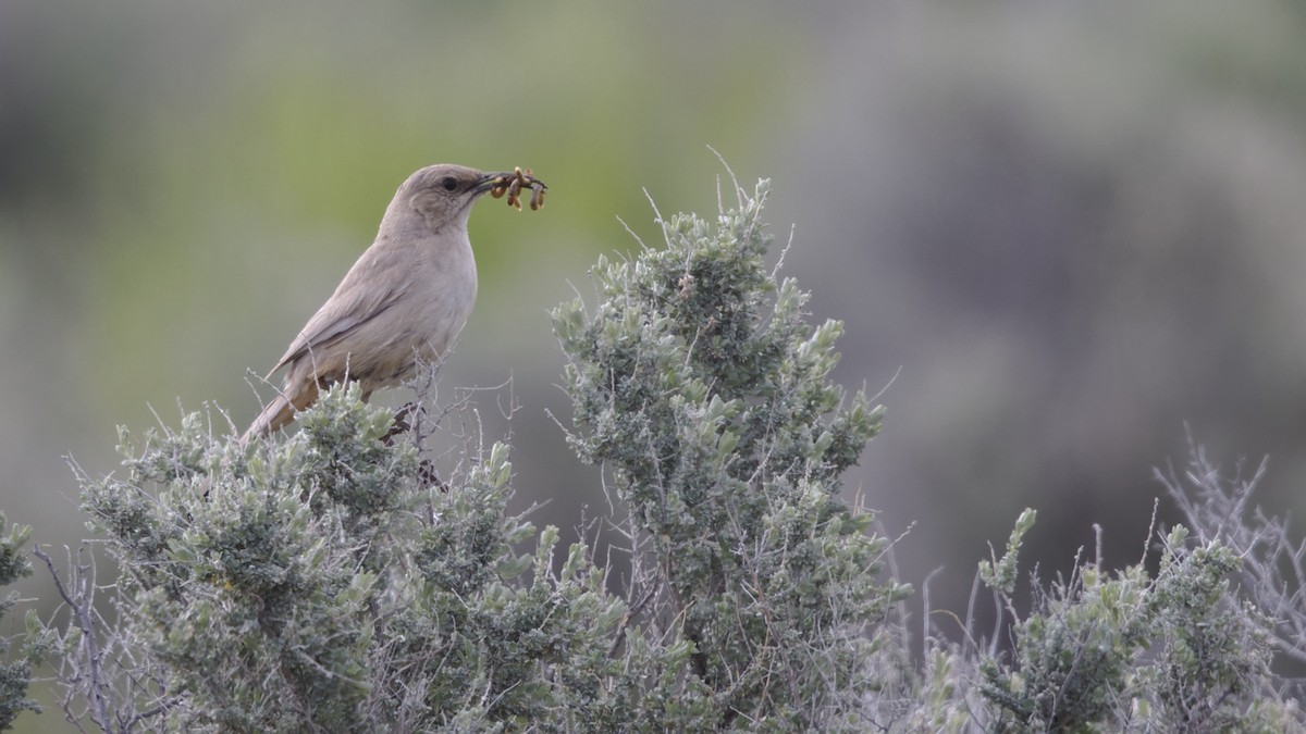 LeConte's Thrasher - ML616750614