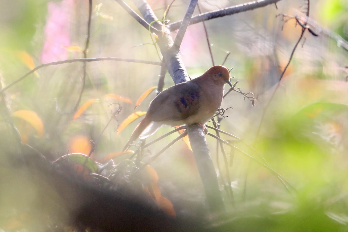 Blue-eyed Ground Dove - Stephen Gast