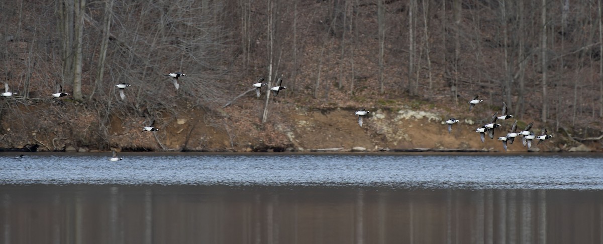 Long-tailed Duck - Melinda Marconi