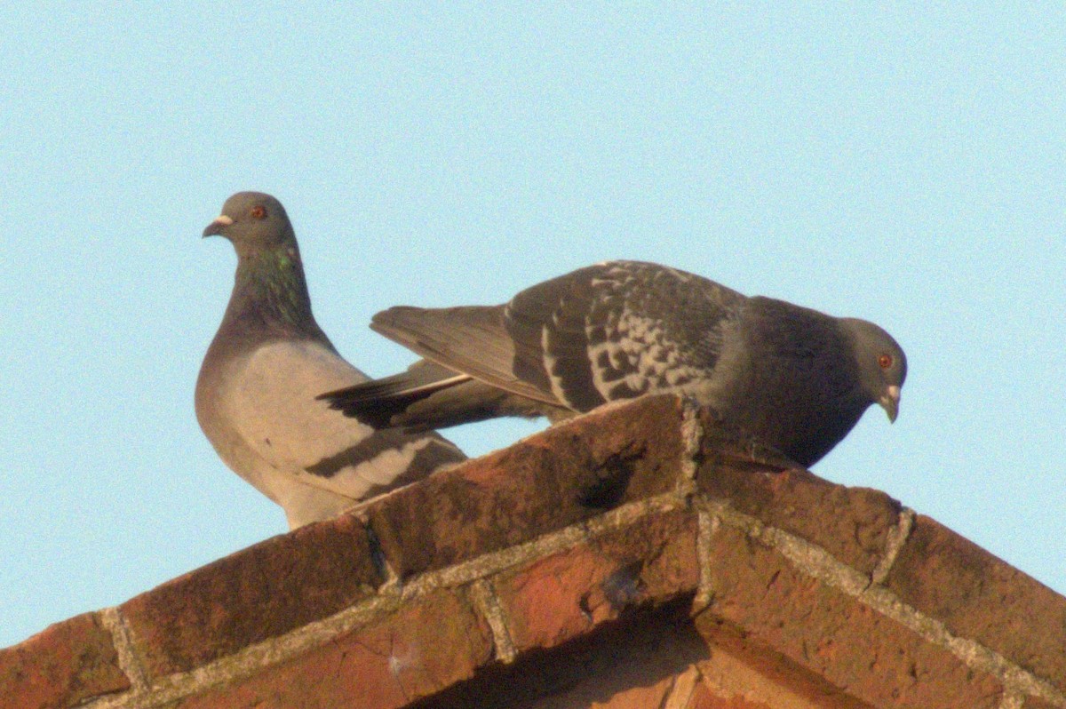 Rock Pigeon (Feral Pigeon) - ML616750641